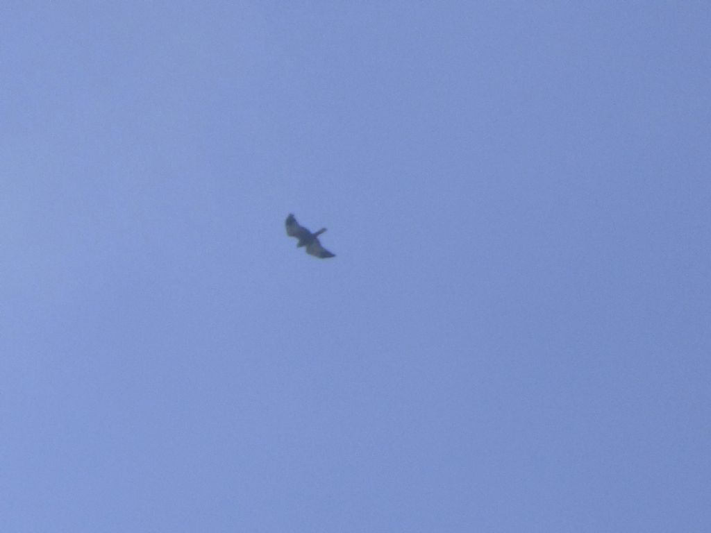 Falco di palude